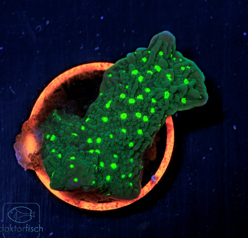 WYSIWYG Montipora hirsuta
