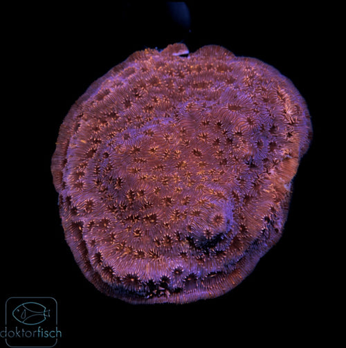 WYSIWYG Pavona maldivensis