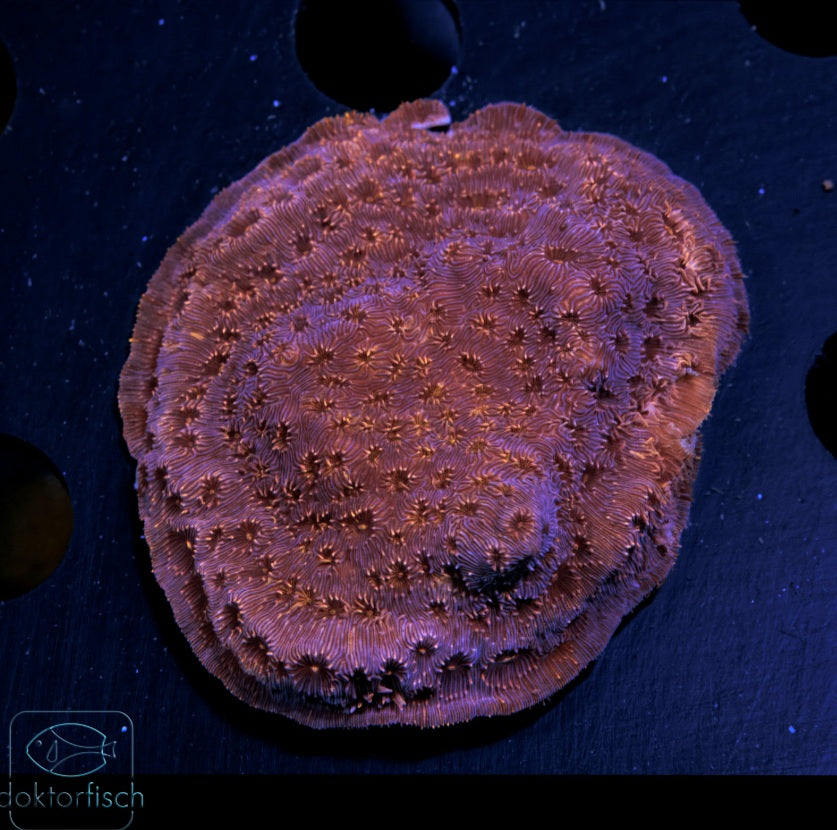 WYSIWYG Pavona maldivensis