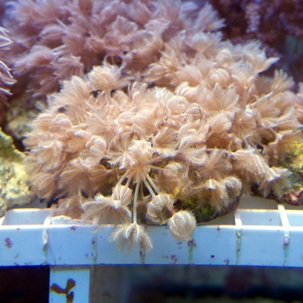 Pumpende Xenia (Xenia umbellata)