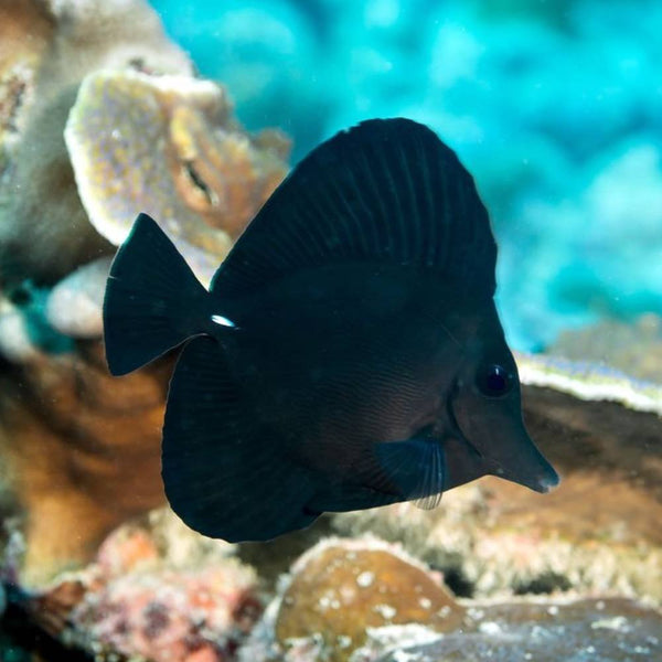Zebrasoma rostratum (Black Tang) Showsize