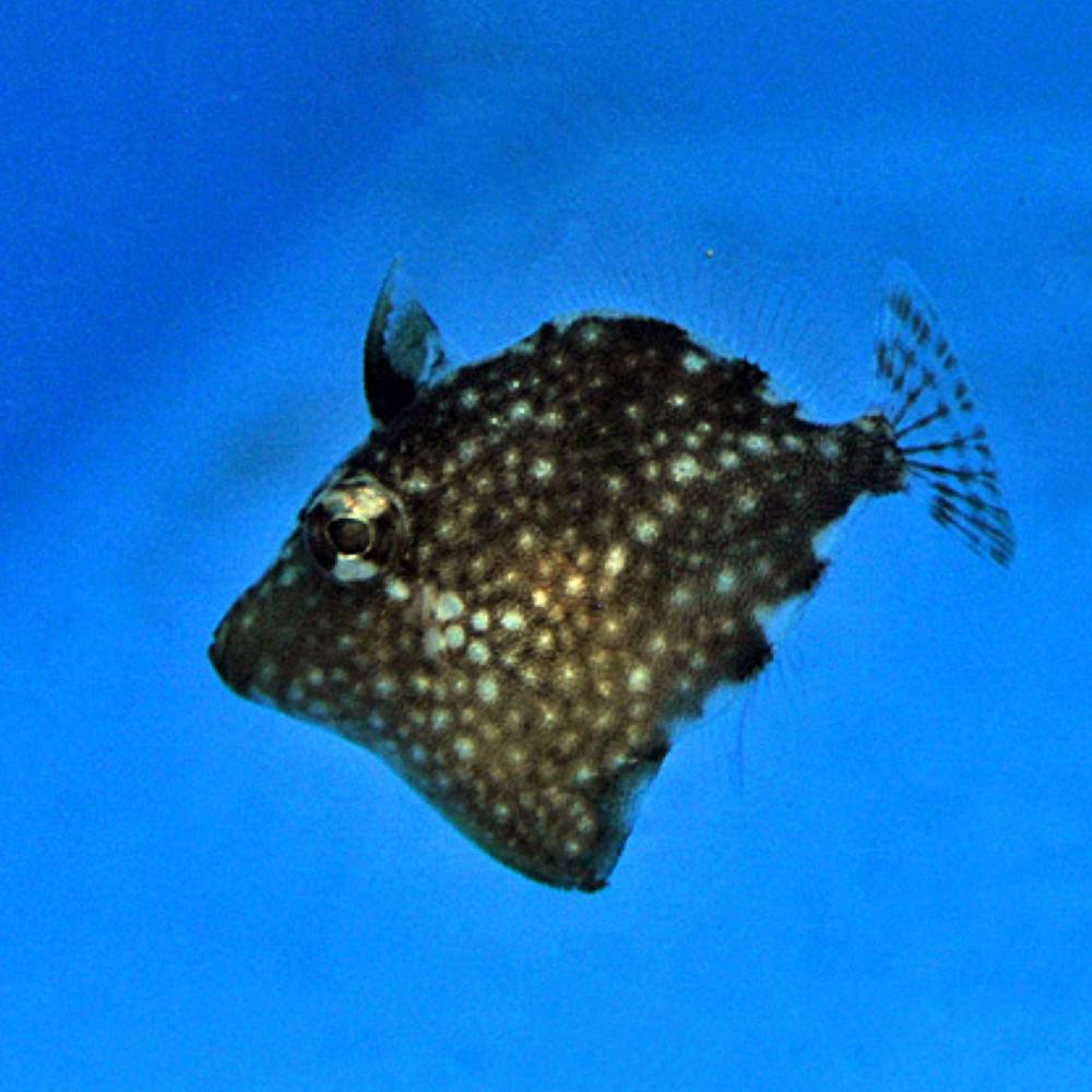 Rudarius ercodes (Zwergfeilenfisch) Nachzucht
