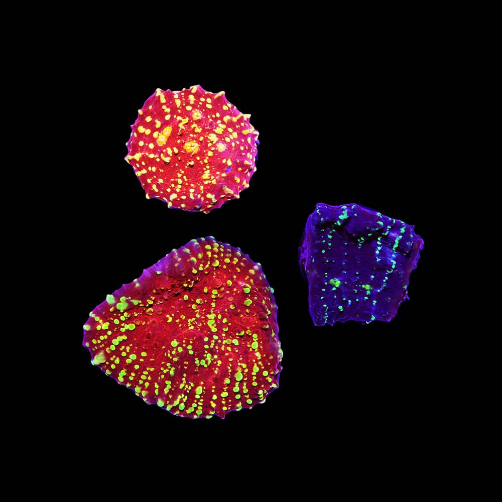 Chalice many Dots 3er Spar-Paket