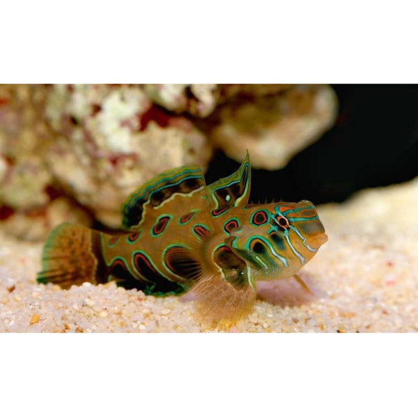 LSD Mandarin-Fisch Nachzucht