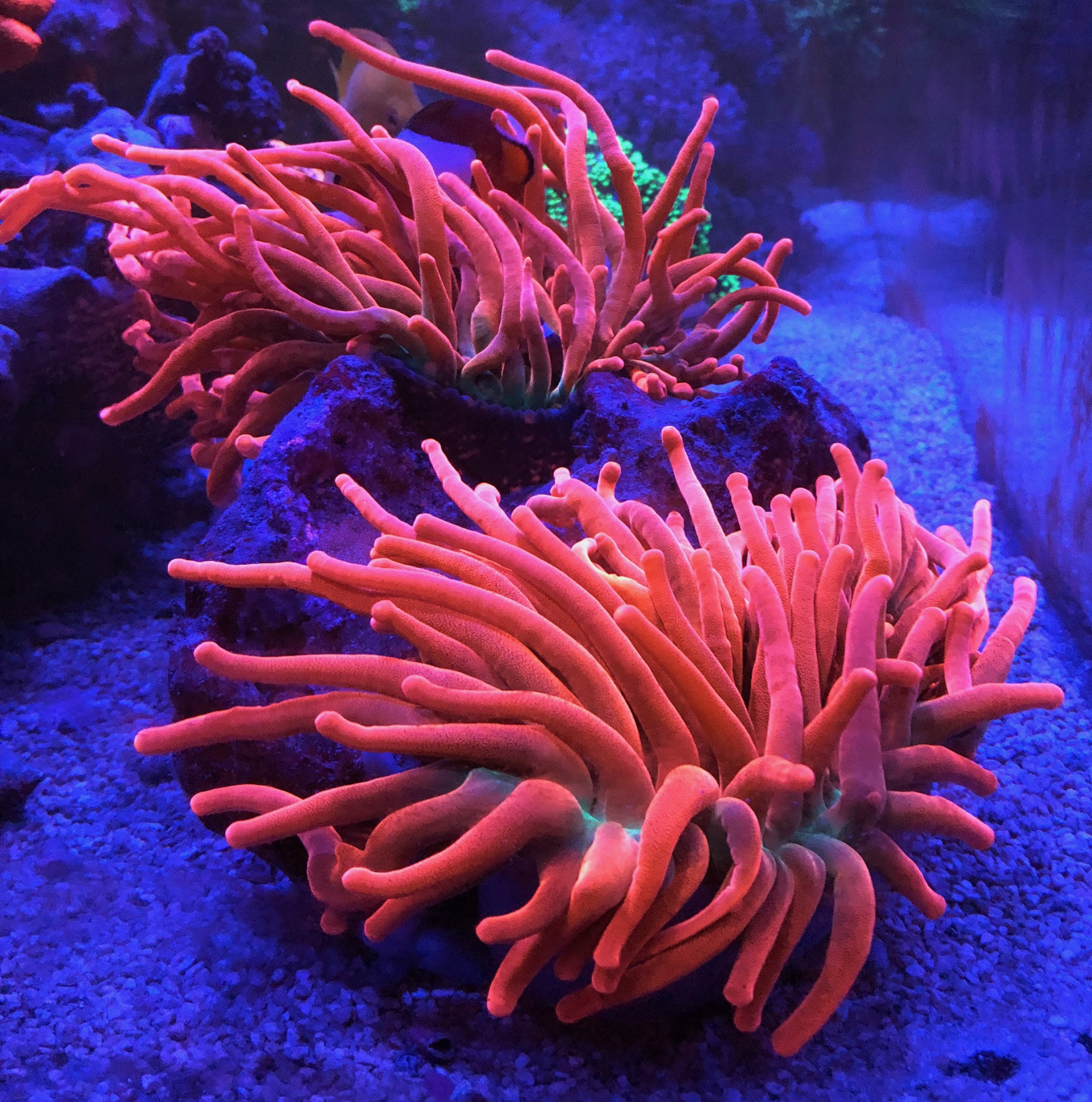 Kupferanemone