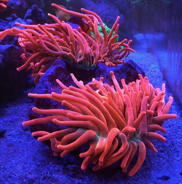 Kupferanemone (Entacmaea quadricolor) - Nachzucht
