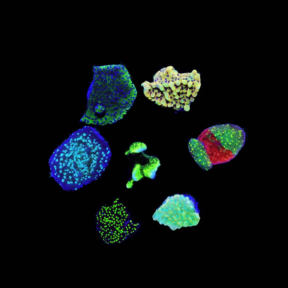 Montipora exklusiv Spar-Paket