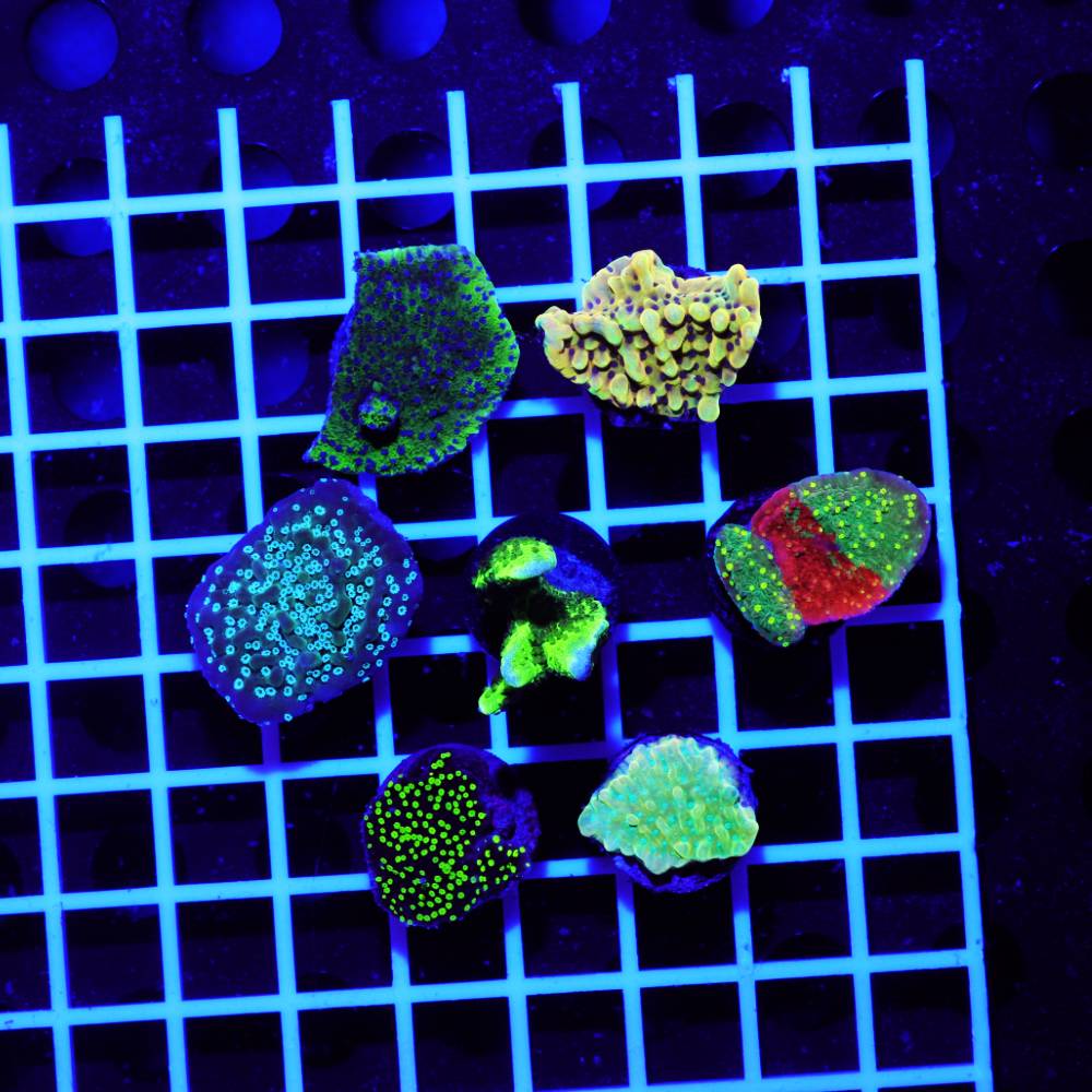 Montipora exklusiv Spar-Paket