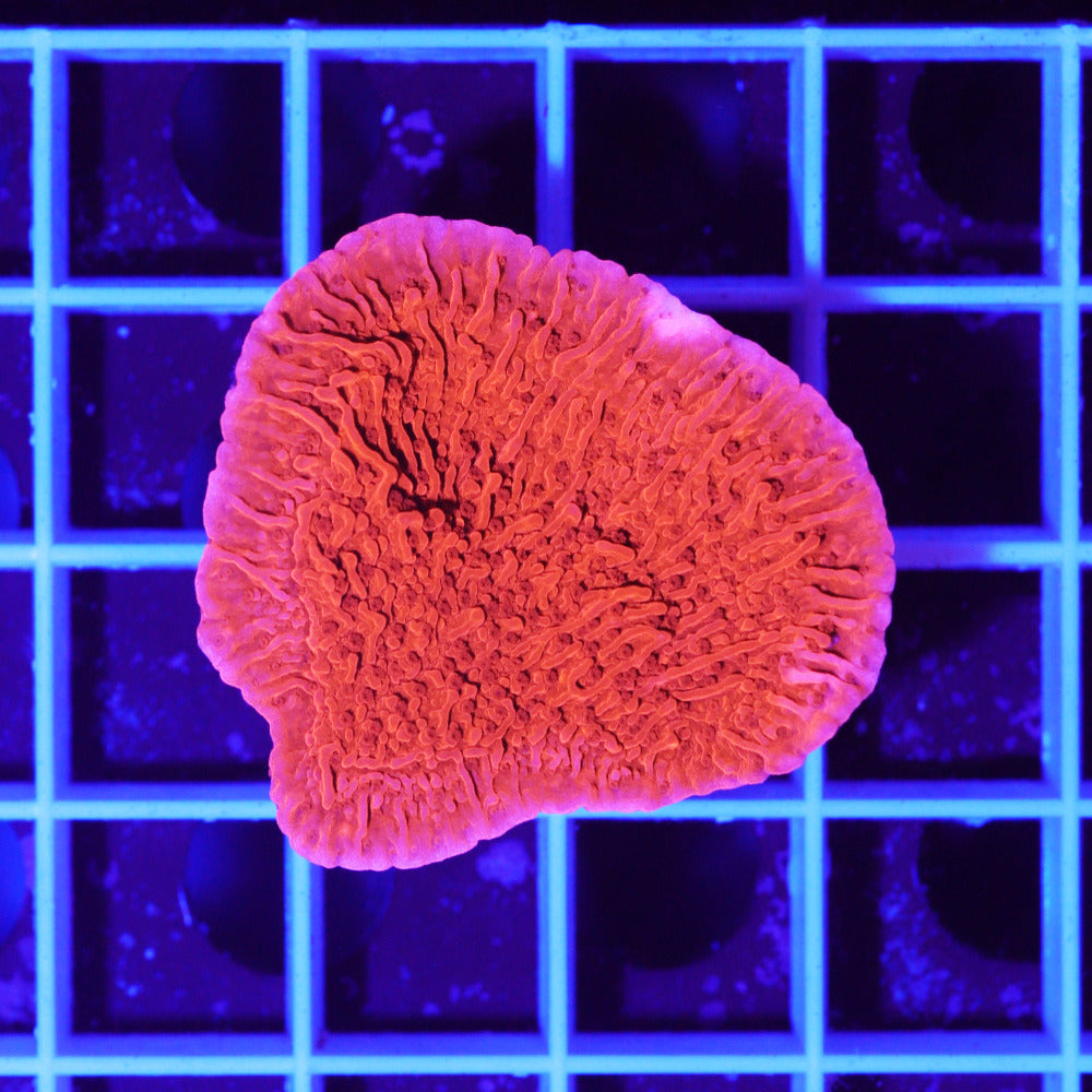 Montipora foliosa red