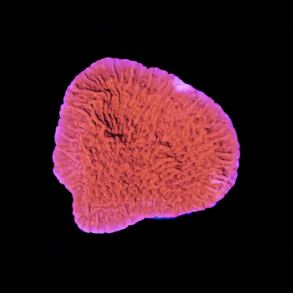 Montipora foliosa red