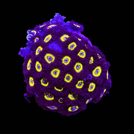 Zoanthus Lemon drops