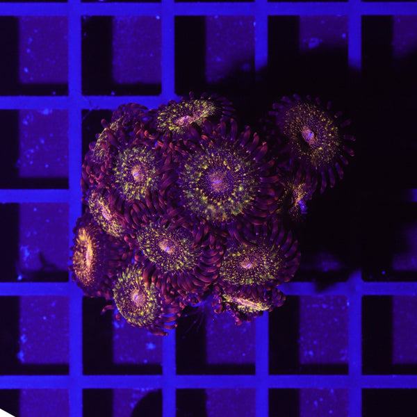 Zoanthus „Reverse Space Monster“ Krustenanemonen