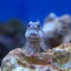 Algenblenny