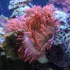 Kupferanemone