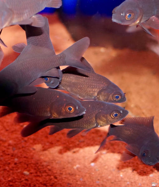 Schwarze Goldfische Schwarze Goldfische