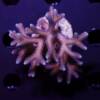 Seriatopora caliendrum silber