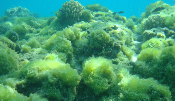 Algen im Meerwasseraquarium • Aquatropica