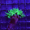 WYSIWYG Euphyllia Glabrescens „Toxic Green Blue Tips“ Seitenansicht