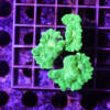 caulastrea-furcata-neon-green