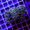 Euphyllia Paraancora gold Nugget