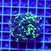 euphyllia paraancora green nugget