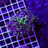 euphyllia paraancora green nugget