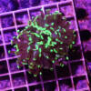 euphyllia-paraancora-ultra-green-tips