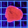 montipora-foliosa-red