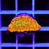 montipora flaming phoenix