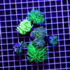 Euphyllia Green 6er Spar-Paket glabrescens, paraancora, paradivisa. yaeyamaensis