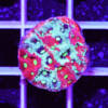 favites pentagona war coral