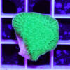 montipora foliosa neon green