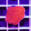 montipora foliosa red